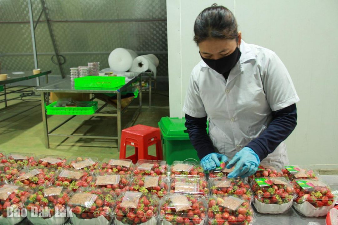 Khám phá mô hình kinh tế nông nghiệp gắn với du lịch tại GIFA Farm, Krông Búk – nơi trồng dâu tây hữu cơ, kết hợp trải nghiệm du lịch xanh, mang lại hiệu quả kinh tế và quảng bá văn hóa địa phương.