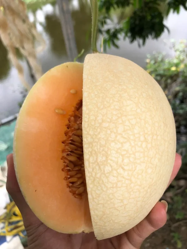 Dưa Lưới Trắng Ngân Long 7 Dưa lưới Ngân Long hình oval tròn, màu trắng, vỏ mỏng, vân lưới đều đẹp, ruột cam.