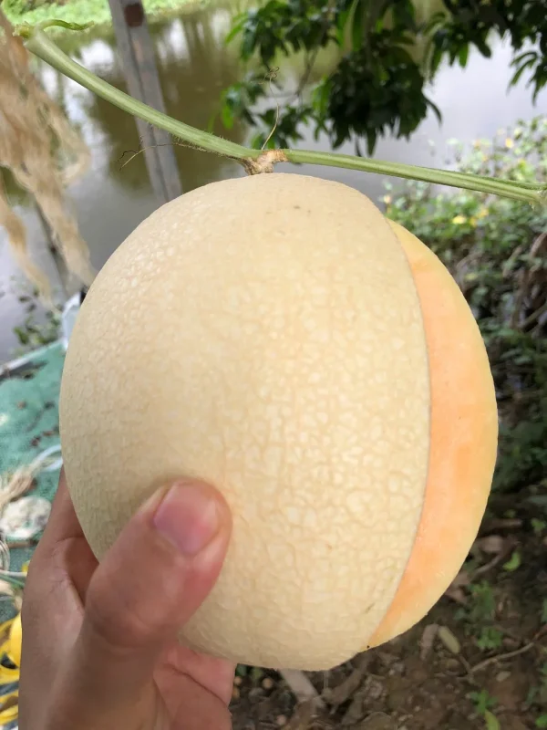 Dưa Lưới Trắng Ngân Long 8 Dưa lưới Ngân Long hình oval tròn, màu trắng, vỏ mỏng, vân lưới đều đẹp, ruột cam.