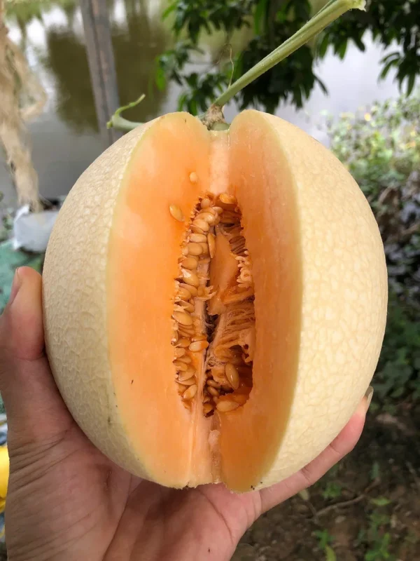 Dưa Lưới Trắng Ngân Long 9 Dưa lưới Ngân Long hình oval tròn, màu trắng, vỏ mỏng, vân lưới đều đẹp, ruột cam.