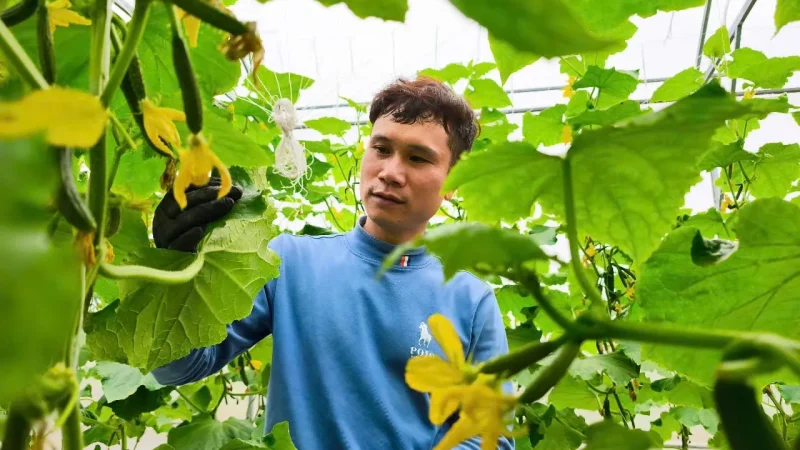 Nông nghiệp công nghệ cao là một xu hướng đổi mới trong sản xuất nông nghiệp hiện đại, giúp tăng năng suất và tạo ra sản phẩm sạch, chất lượng.