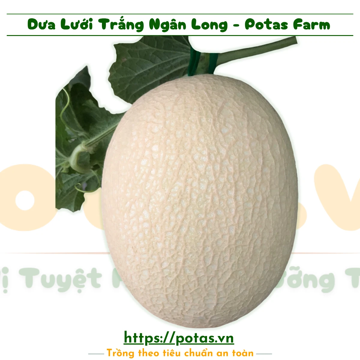 Hạt Giống Cao Cấp Và Trái Cây Tươi Ngon Tại Nông Trại Potas 16 Dưa lưới Ngân Long hình oval tròn, màu trắng, vỏ mỏng, vân lưới đều đẹp, ruột cam.