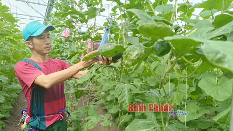 Từng có việc làm ổn định tại TP. Hồ Chí Minh, anh Hoàng Quốc Phong (SN 1990) đã trở về quê để khởi nghiệp từ dưa lưới.