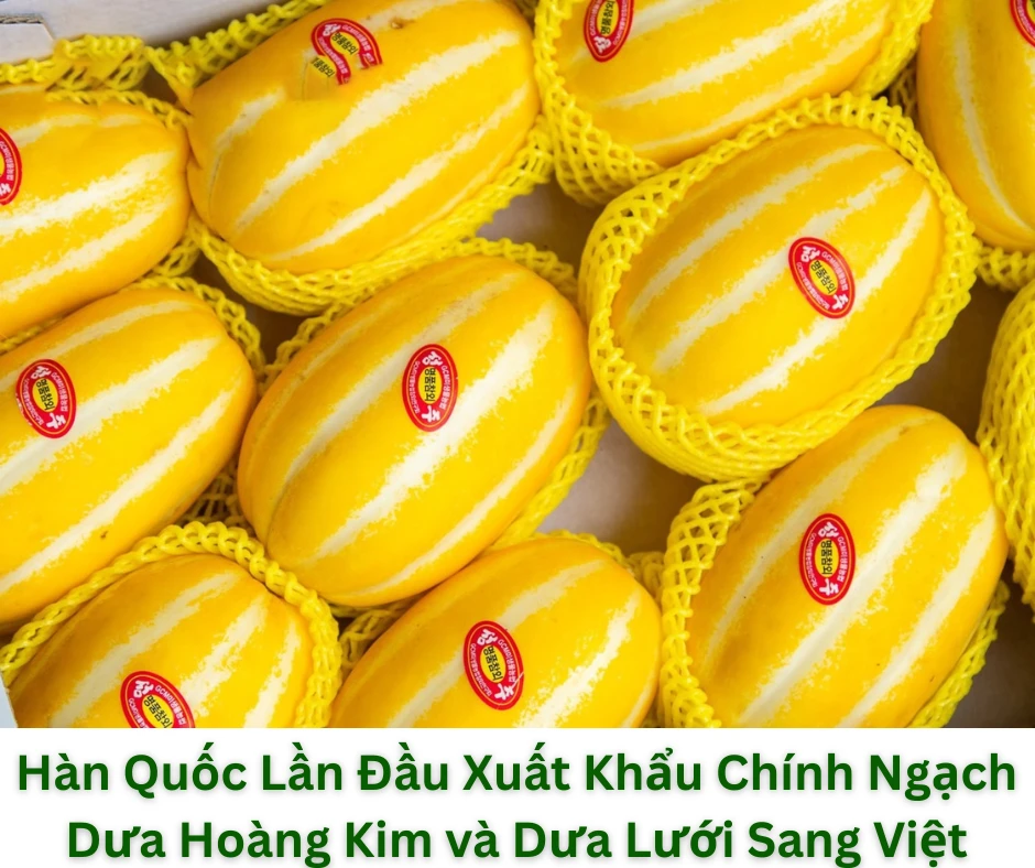 Lần đầu tiên sau 17 năm đàm phán, Dưa Hoàng Kim Hàn Quốc chính thức xuất khẩu chính ngạch và dưa lưới sang Việt Nam, mở rộng hợp tác nông sản giữa hai nước.