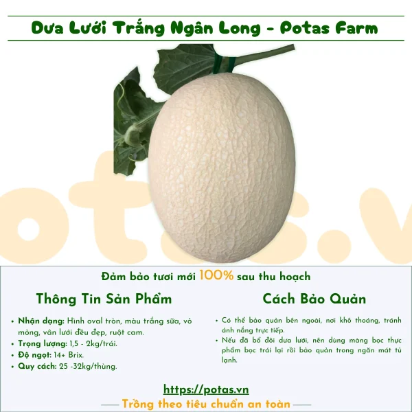 Dưa lưới trắng Ngân Long hình oval tròn, màu trắng, vỏ mỏng, vân lưới đều đẹp, ruột cam.
