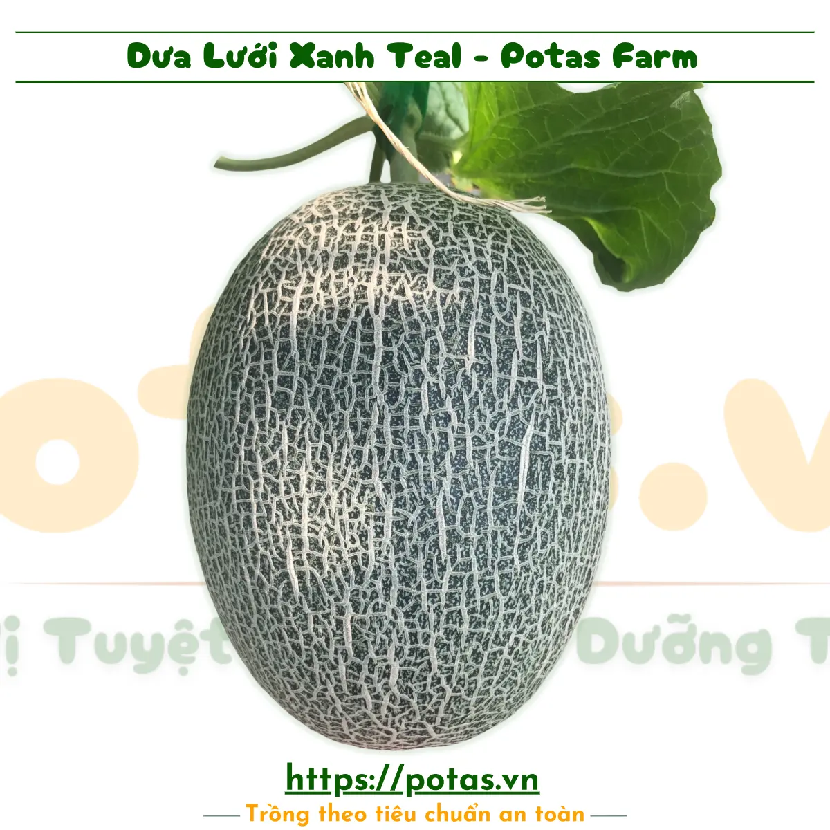 Hạt Giống Cao Cấp Và Trái Cây Tươi Ngon Tại Nông Trại Potas 15 Dưa Lưới Xanh Teal Đài Loan - Nông Trại Potas | Rất Giòn, Ngọt Đậm 14-16 Brix – vỏ trắng ruột cam, trọng lượng 1,6-2kg