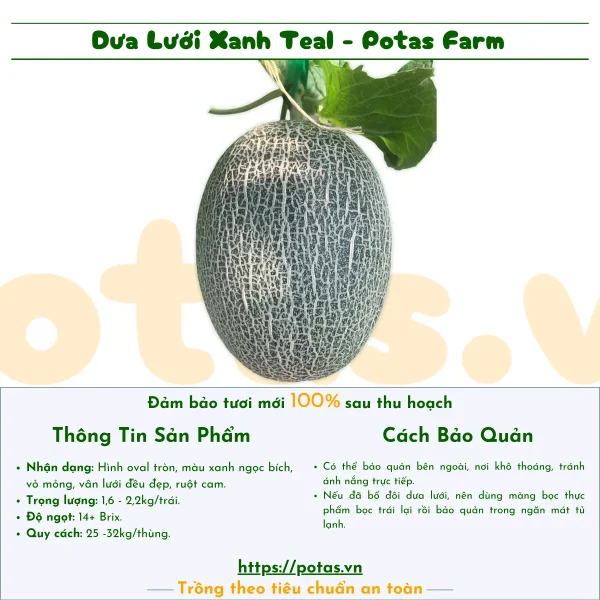 Dưa Lưới Xanh Teal Đài Loan - Nông Trại Potas | Rất Giòn, Ngọt Đậm 14-16 Brix – vỏ trắng ruột cam, trọng lượng 1,6-2kg