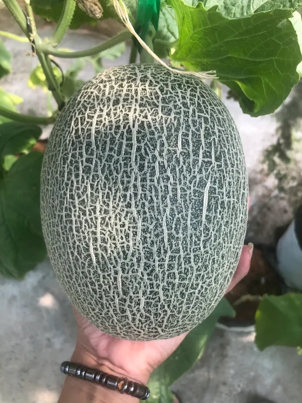 Dưa Lưới Xanh Teal Đài Loan 8 Dua Luoi Xanh Teal Dai Loan Anh San Pham 1 - Nông Trại Potas