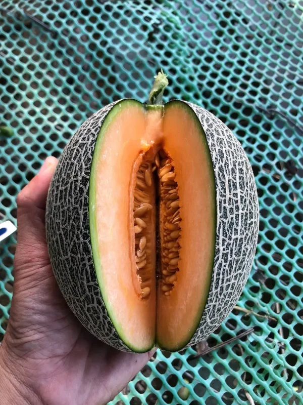 Dưa Lưới Xanh Teal Đài Loan 10 Dưa Lưới Xanh Teal Đài Loan - Nông Trại Potas | Rất Giòn, Ngọt Đậm 14-16 Brix – vỏ trắng ruột cam, trọng lượng 1,6-2kg