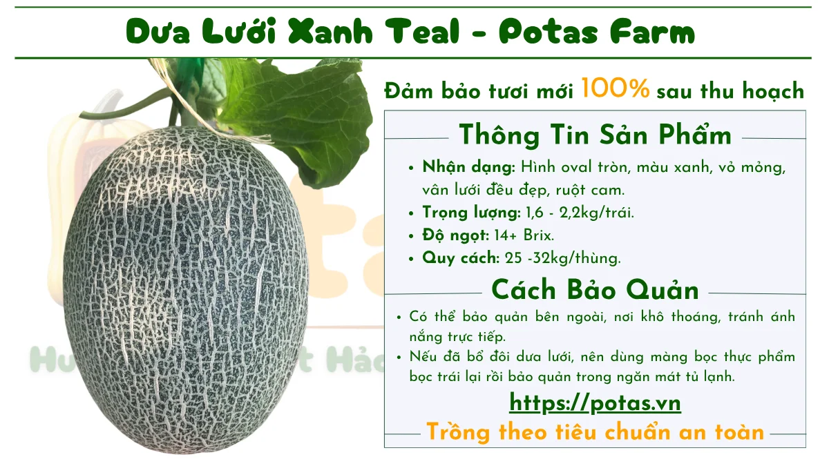 Dưa Lưới Xanh Teal Đài Loan 11 Dua Luoi Xanh Teal Dai Loan Nong Trai Potas - Nông Trại Potas