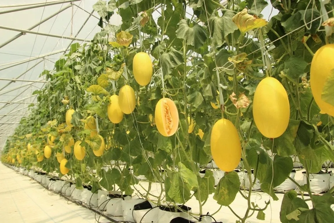 Khám phá cách Bình Thuận ứng dụng truy xuất nguồn gốc nông sản để phát triển sản phẩm OCOP, bảo hộ chỉ dẫn địa lý, nâng cao giá trị nông sản và mở rộng xuất khẩu.