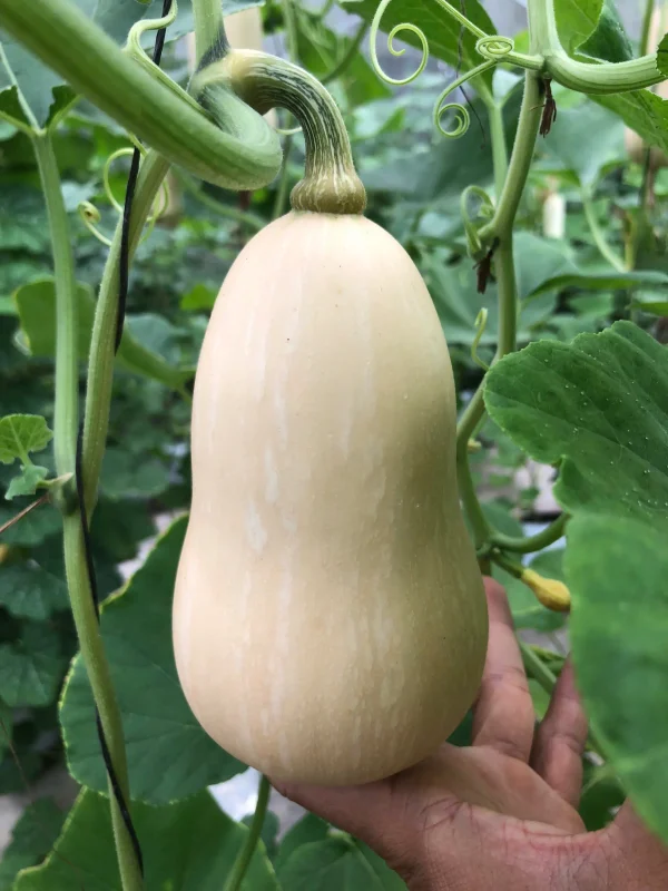 Bí Bơ Potas - Bí Đỏ Butternut 8 Bí Bơ Potas – Bí đỏ butternut vỏ vàng, ruột cam, giàu vitamin A, C, chất xơ, hỗ trợ tiêu hóa, tim mạch và miễn dịch. Đặt hàng ngay tại Potas.vn!