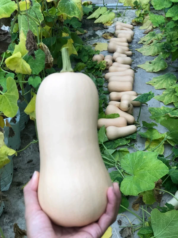 Bí Bơ Potas - Bí Đỏ Butternut 6 Bí Bơ Potas – Bí đỏ butternut vỏ vàng, ruột cam, giàu vitamin A, C, chất xơ, hỗ trợ tiêu hóa, tim mạch và miễn dịch. Đặt hàng ngay tại Potas.vn!