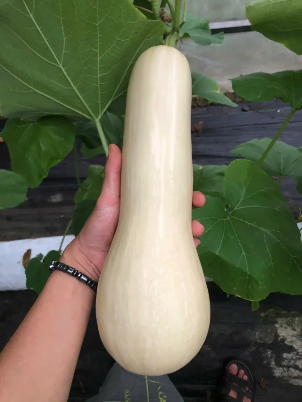 Bí Bơ Potas - Bí Đỏ Butternut 7 Bí Bơ Potas – Bí đỏ butternut vỏ vàng, ruột cam, giàu vitamin A, C, chất xơ, hỗ trợ tiêu hóa, tim mạch và miễn dịch. Đặt hàng ngay tại Potas.vn!