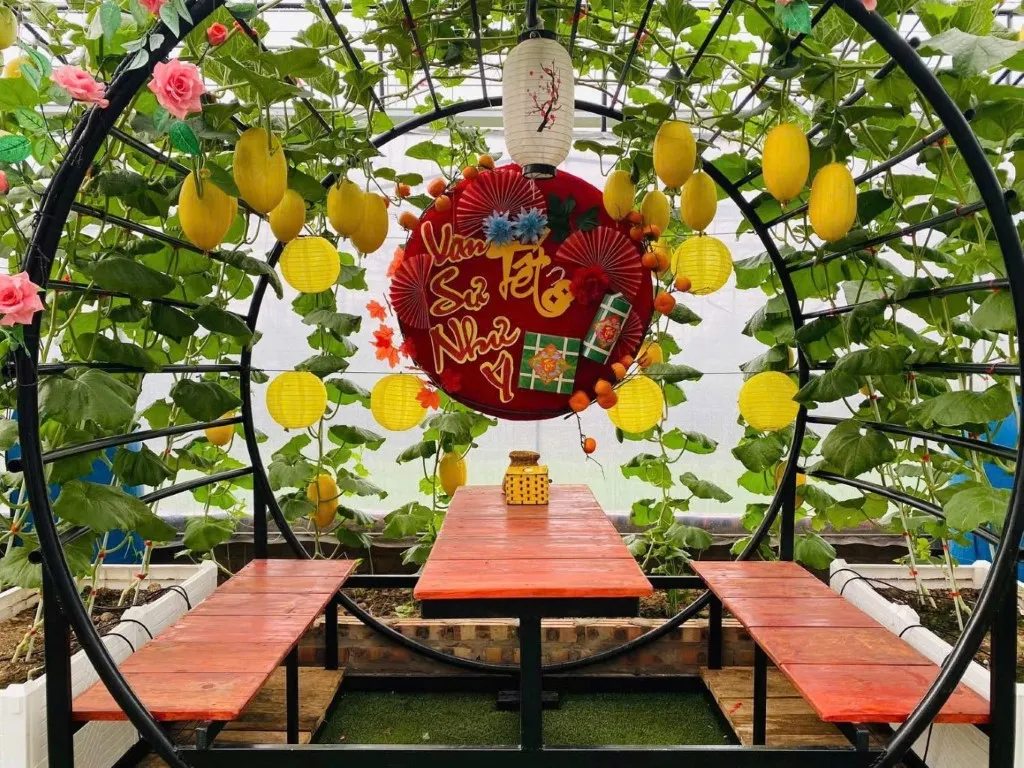 Dưa Lưới Pikalong không phải là giống dưa đắt đỏ, không phải nổi tiếng nhất, nhưng lại khiến nhiều người trồng lưu luyến vì vị giòn ngọt của dưa.