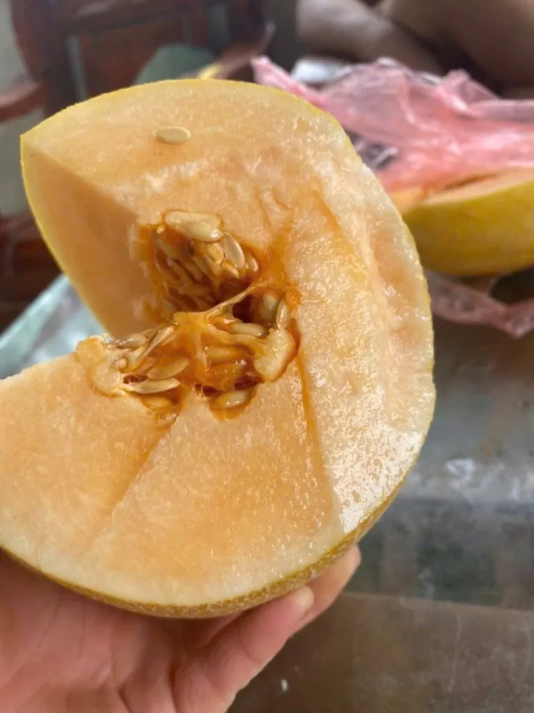 🍈 Dưa Lưới Pikalong – 1 Lựa Chọn Đáng Cân Nhắc Cho Người Trồng Tại Nhà 12 Dưa Lưới Pikalong không phải là giống dưa đắt đỏ, không phải nổi tiếng nhất, nhưng lại khiến nhiều người trồng lưu luyến vì vị giòn ngọt của dưa.