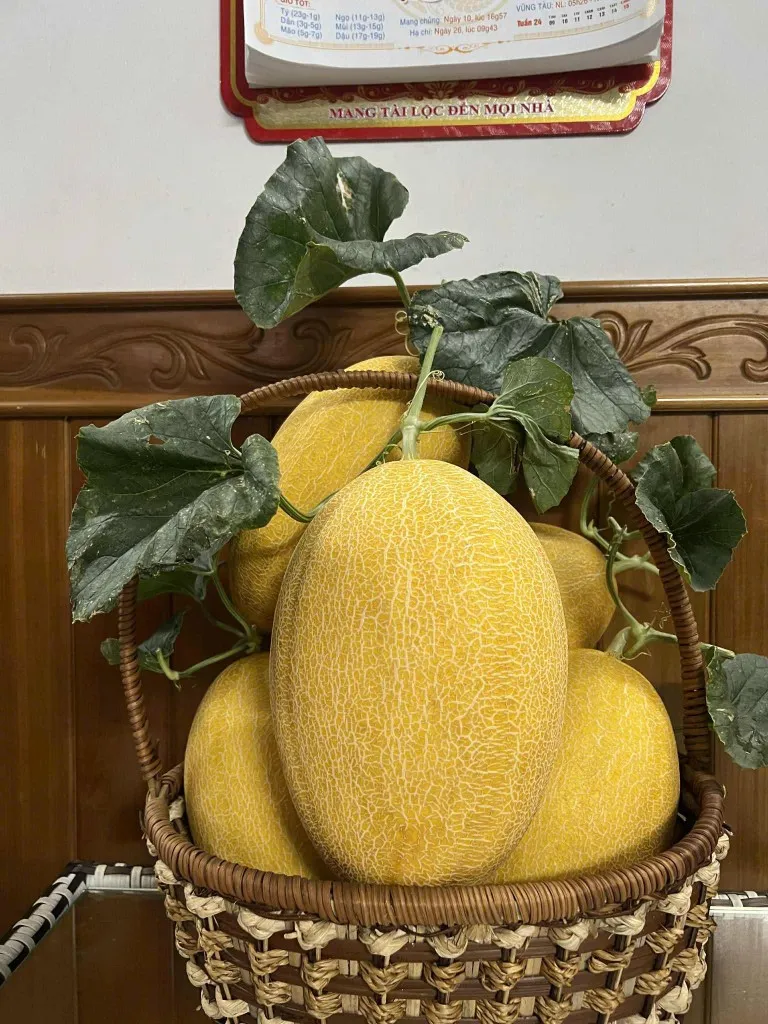 🍈 Dưa Lưới Pikalong – 1 Lựa Chọn Đáng Cân Nhắc Cho Người Trồng Tại Nhà 11 Dưa Lưới Pikalong không phải là giống dưa đắt đỏ, không phải nổi tiếng nhất, nhưng lại khiến nhiều người trồng lưu luyến vì vị giòn ngọt của dưa.