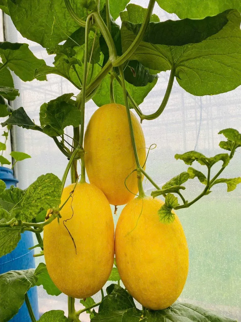 🍈 Dưa Lưới Pikalong – 1 Lựa Chọn Đáng Cân Nhắc Cho Người Trồng Tại Nhà 9 Dưa Lưới Pikalong không phải là giống dưa đắt đỏ, không phải nổi tiếng nhất, nhưng lại khiến nhiều người trồng lưu luyến vì vị giòn ngọt của dưa.