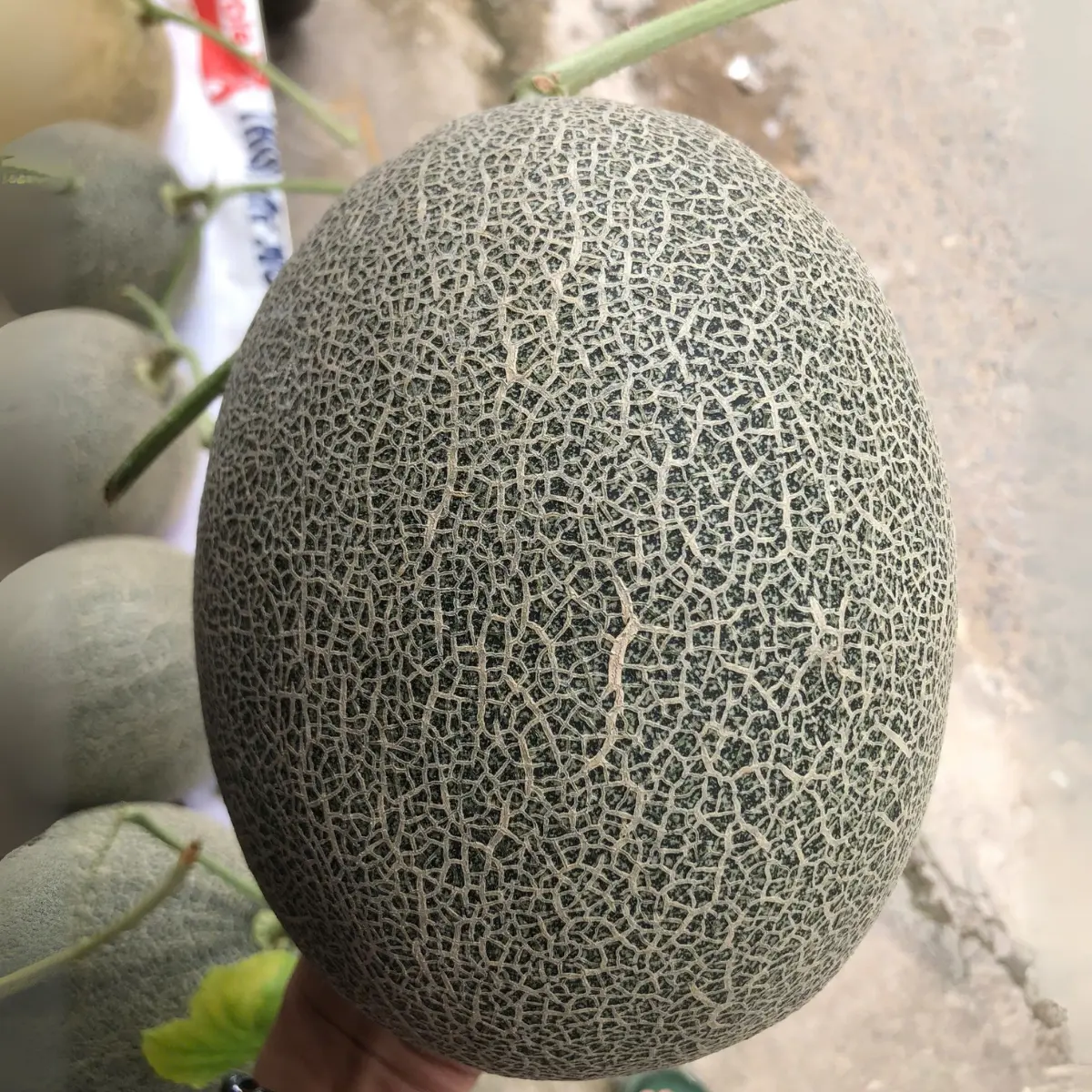 🍈 Dưa Lưới Mật Teal – Dưa Mật Đài Loan Tại Nông Trại Potas 7 Dưa lưới Mật Teal (Dưa Mật Đài Loan) ruột cam, giòn, ngọt đậm 14–16 Brix, vỏ xanh ngọc bắt mắt, thơm lừng khi chín. Bán chạy nhất tại Potas.vn