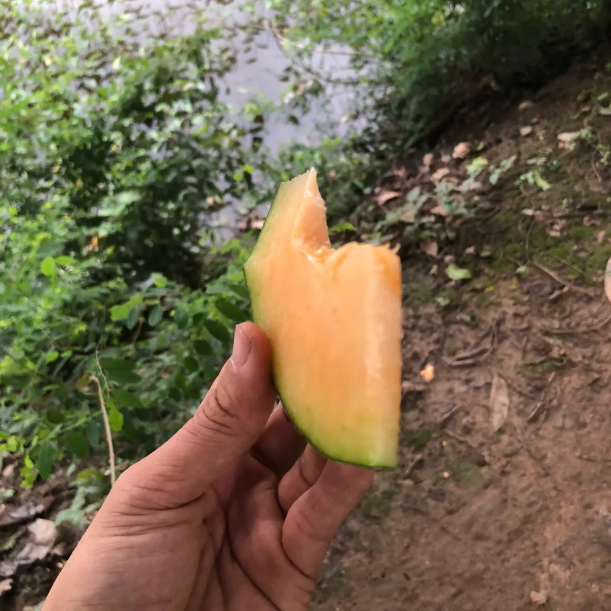 🍈 Dưa Lưới Mật Teal – Dưa Mật Đài Loan Tại Nông Trại Potas 9 Dưa lưới Mật Teal (Dưa Mật Đài Loan) ruột cam, giòn, ngọt đậm 14–16 Brix, vỏ xanh ngọc bắt mắt, thơm lừng khi chín. Bán chạy nhất tại Potas.vn