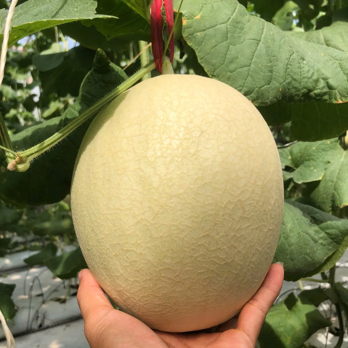 Trải nghiệm thực tế dưa lưới trắng Ngân Long ( Dưa Lưới Snow 1 ) từ Nông Trại Potas – giòn ngọt, an toàn, vỏ trắng ruột cam sang trọng.