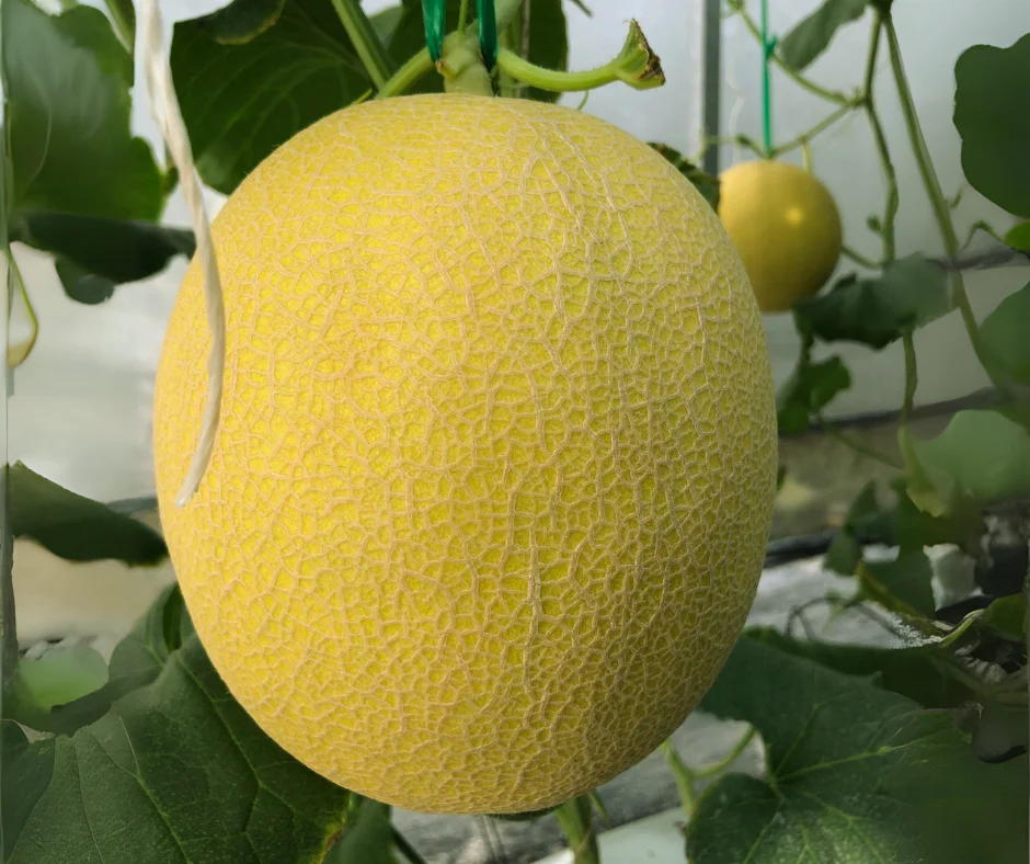 🖐️ 5 Tiêu Chí Trong Cách Chọn Trái Dưa Lưới Để Nuôi 5 Mot trai dua luoi truong thanh la ket qua cua viec ap dung dung cach chon trai dua luoi va cham soc - Nông Trại Potas