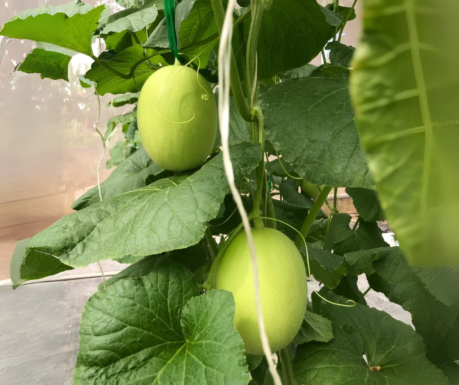 Thời điểm vàng để áp dụng cách chọn trái dưa lưới và tỉa trái dưa lưới, khi quả non còn nhỏ