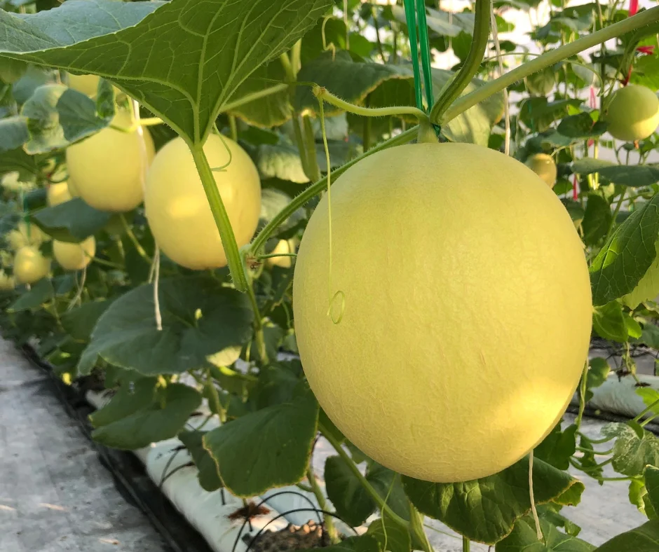 🖐️ 5 Tiêu Chí Trong Cách Chọn Trái Dưa Lưới Để Nuôi 8 Trái dưa sau tỉa được chăm sóc cẩn thận đang lên lưới