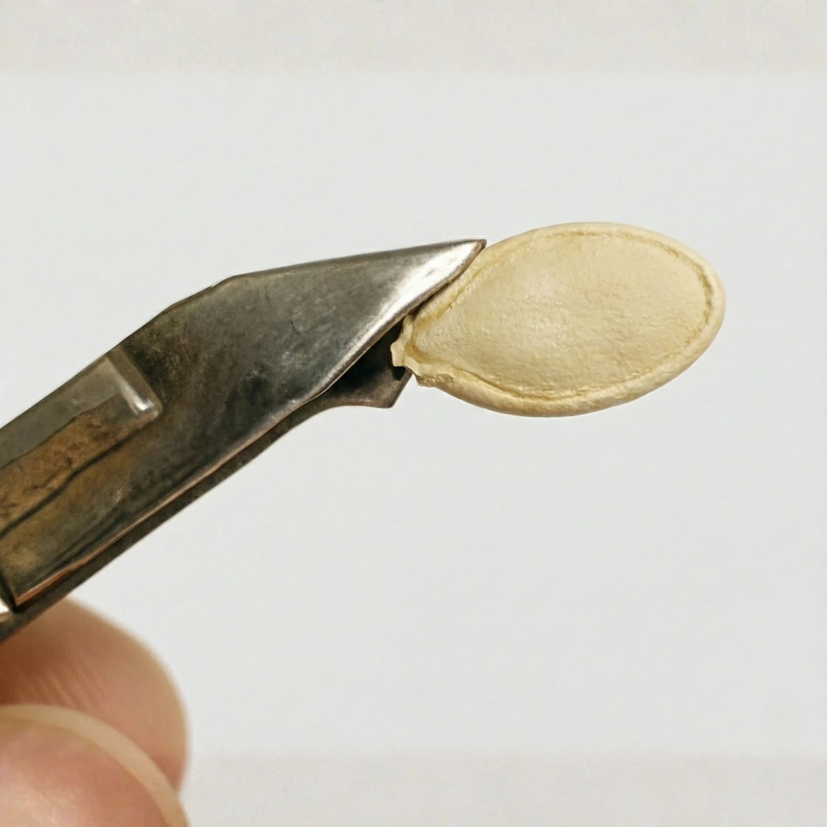 Lão nông chia sẻ cách xử lý hạt bí đỏ vỏ cứng: mẹo cắt mép, ngâm nước ấm và ủ hạt nảy mầm nhanh, đều 98%, hạn chế thối mốc. Xem ngay!