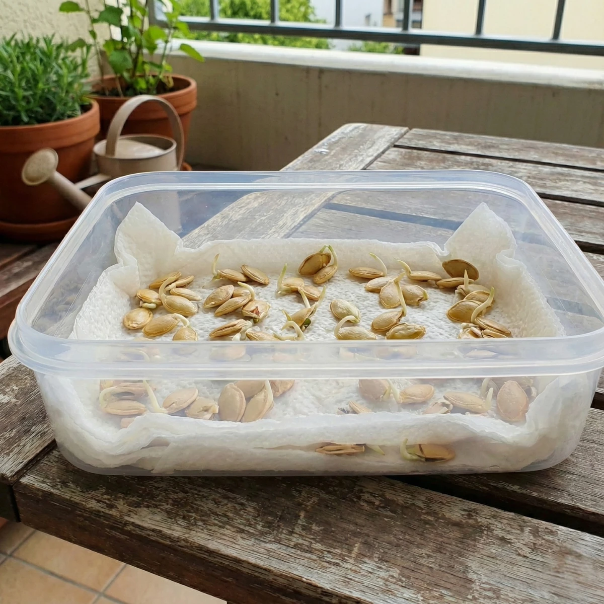 🌿 Cách Xử Lý Hạt Bí Đỏ Vỏ Cứng: Mẹo Cắt Mép Nảy Mầm 98% 8 Lão nông chia sẻ cách xử lý hạt bí đỏ vỏ cứng: mẹo cắt mép, ngâm nước ấm và ủ hạt nảy mầm nhanh, đều 98%, hạn chế thối mốc. Xem ngay!