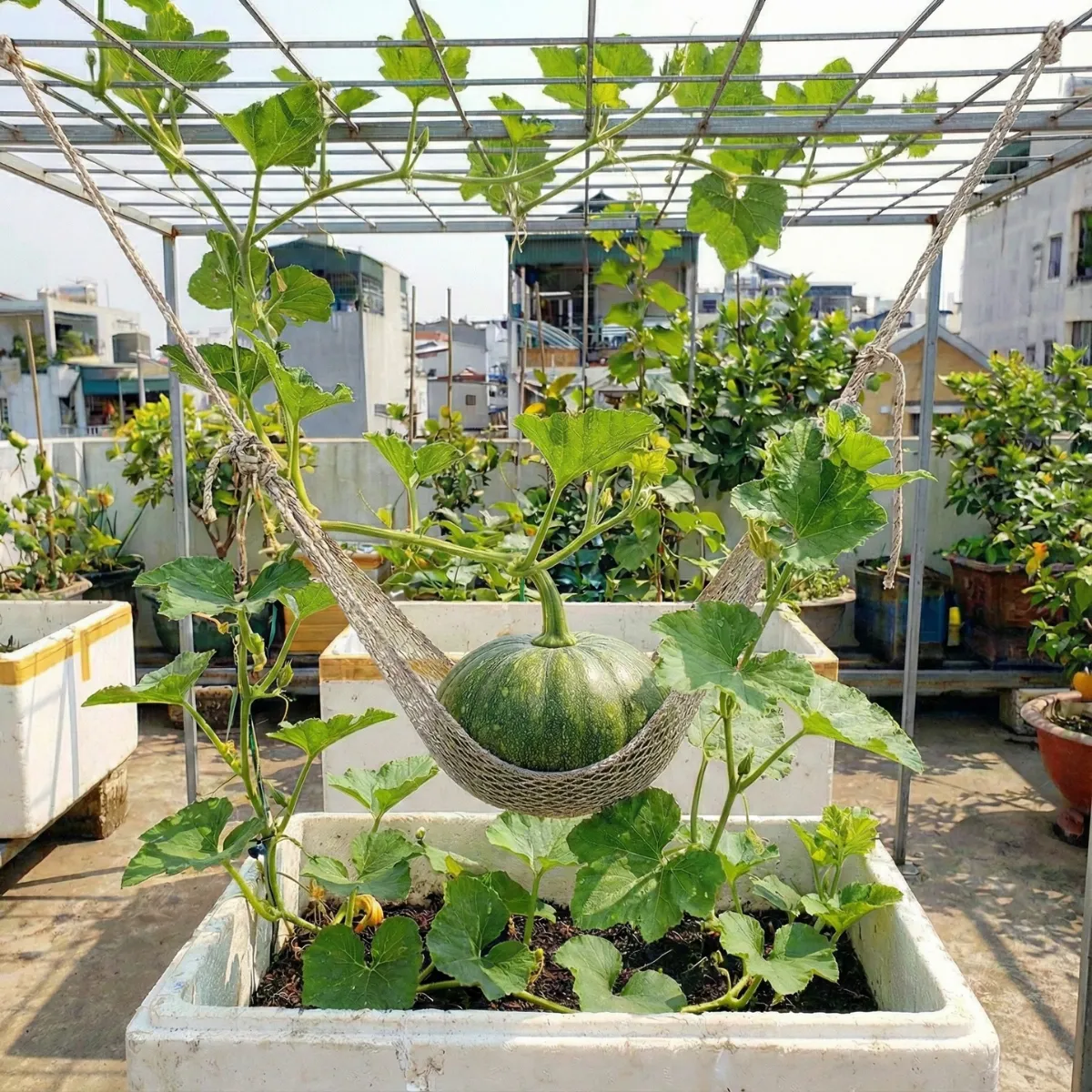 🎯 Kỹ Thuật Treo Trái Bí Đỏ Trên Giàn & Nâng Đỡ (Không Gãy Dây) 4 Lão nông chia sẻ kỹ thuật treo trái bí đỏ trên giàn sân thượng: cách làm võng nâng đỡ, tránh gãy dây, thối cuống, giúp trái lớn đều, chín đẹp.