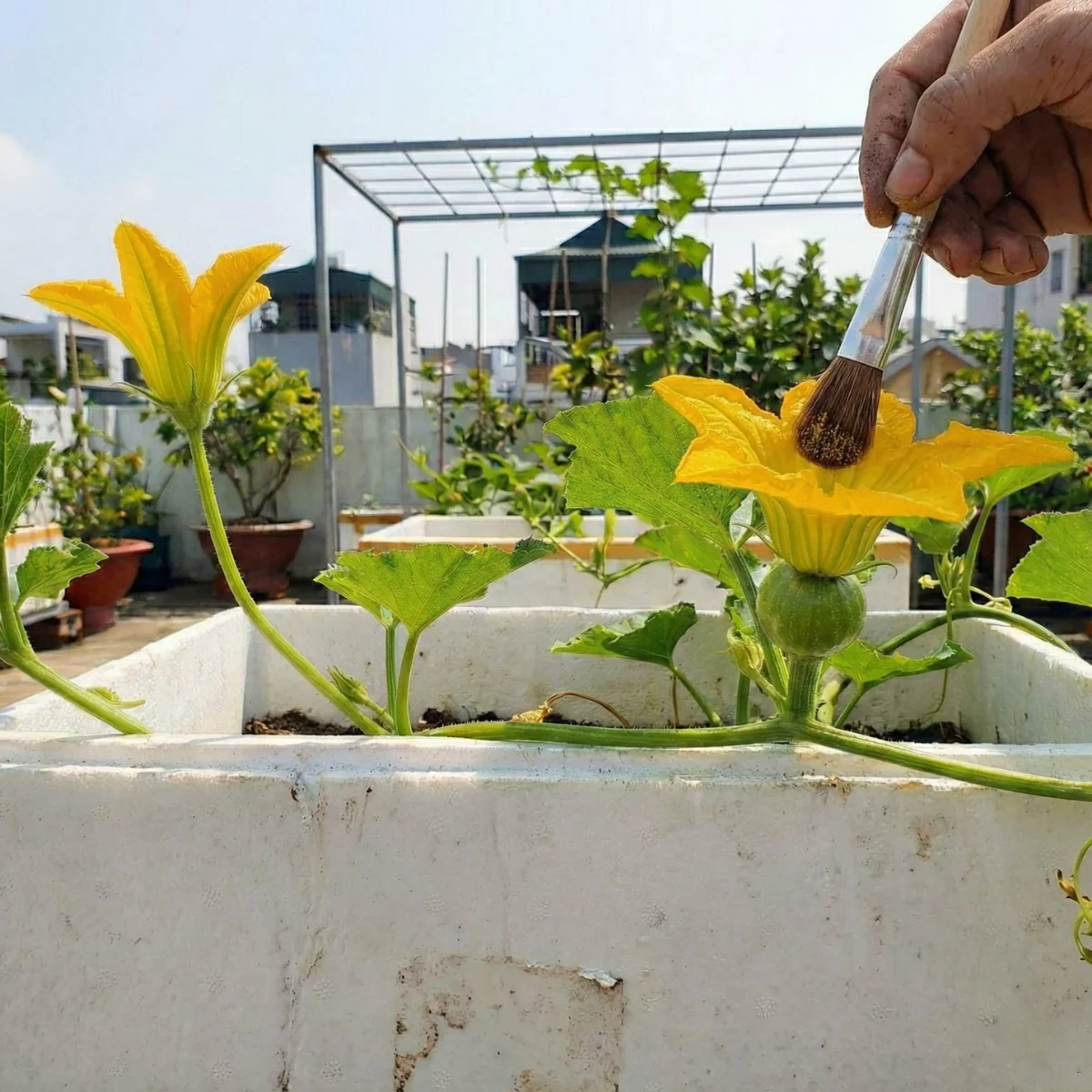 🐝 Bí Kíp Thụ Phấn Cho Bí Đỏ Đậu 100% (Chuẩn Lão Nông) 5 Lão nông chia sẻ bí kíp thụ phấn cho bí đỏ sân thượng: chọn hoa, canh giờ, thao tác tay chuẩn để thụ phấn bí đỏ đậu trái 100%. Áp dụng là sai quả ngay!