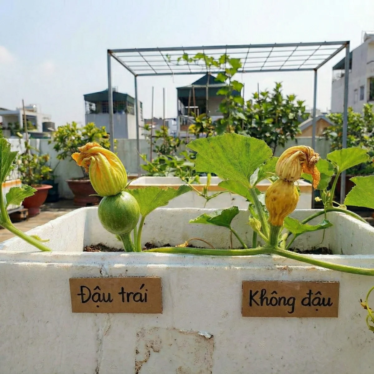 🐝 Bí Kíp Thụ Phấn Cho Bí Đỏ Đậu 100% (Chuẩn Lão Nông) 6 Lão nông chia sẻ bí kíp thụ phấn cho bí đỏ sân thượng: chọn hoa, canh giờ, thao tác tay chuẩn để thụ phấn bí đỏ đậu trái 100%. Áp dụng là sai quả ngay!