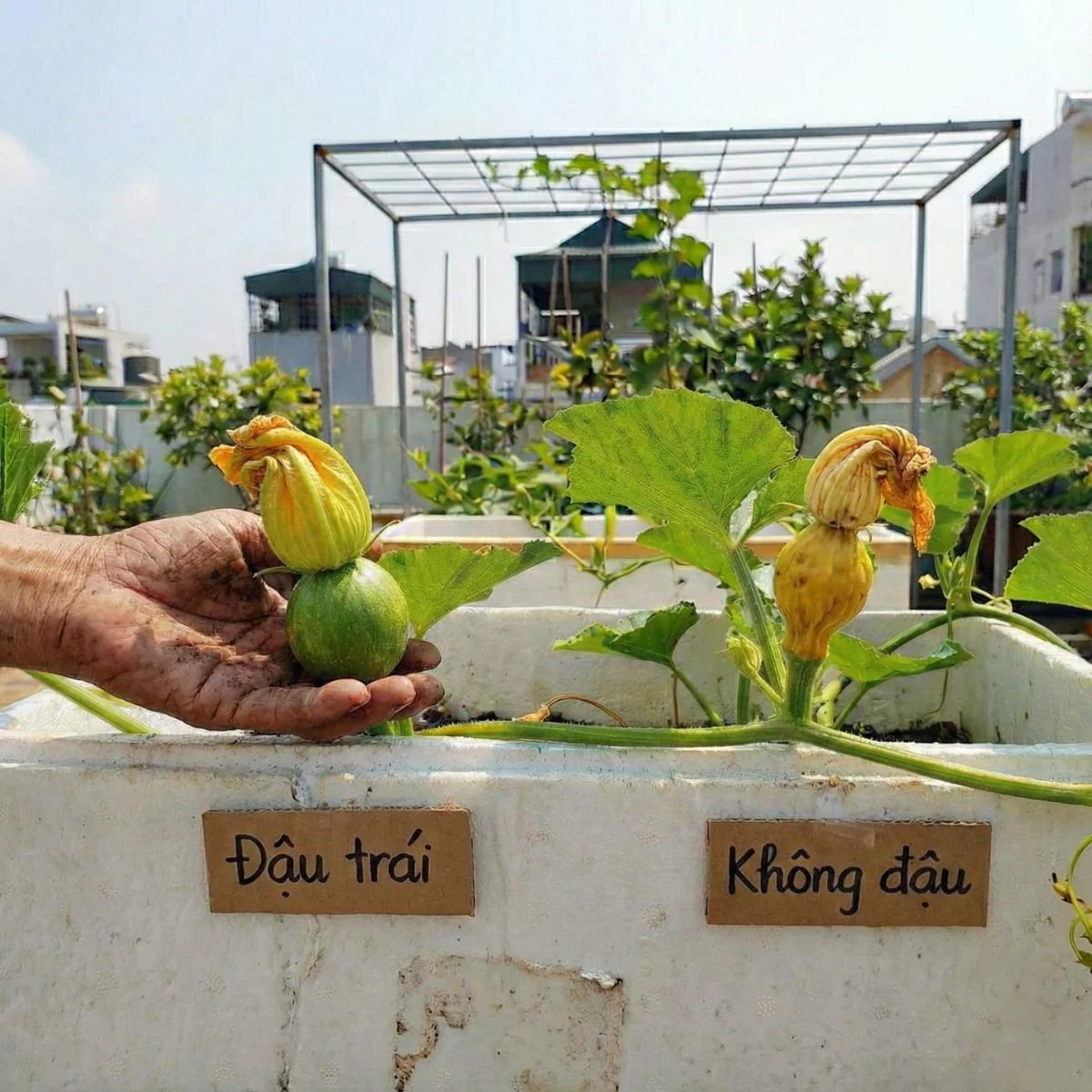 Lão nông chia sẻ bí kíp thụ phấn cho bí đỏ sân thượng: chọn hoa, canh giờ, thao tác tay chuẩn để thụ phấn bí đỏ đậu trái 100%. Áp dụng là sai quả ngay!