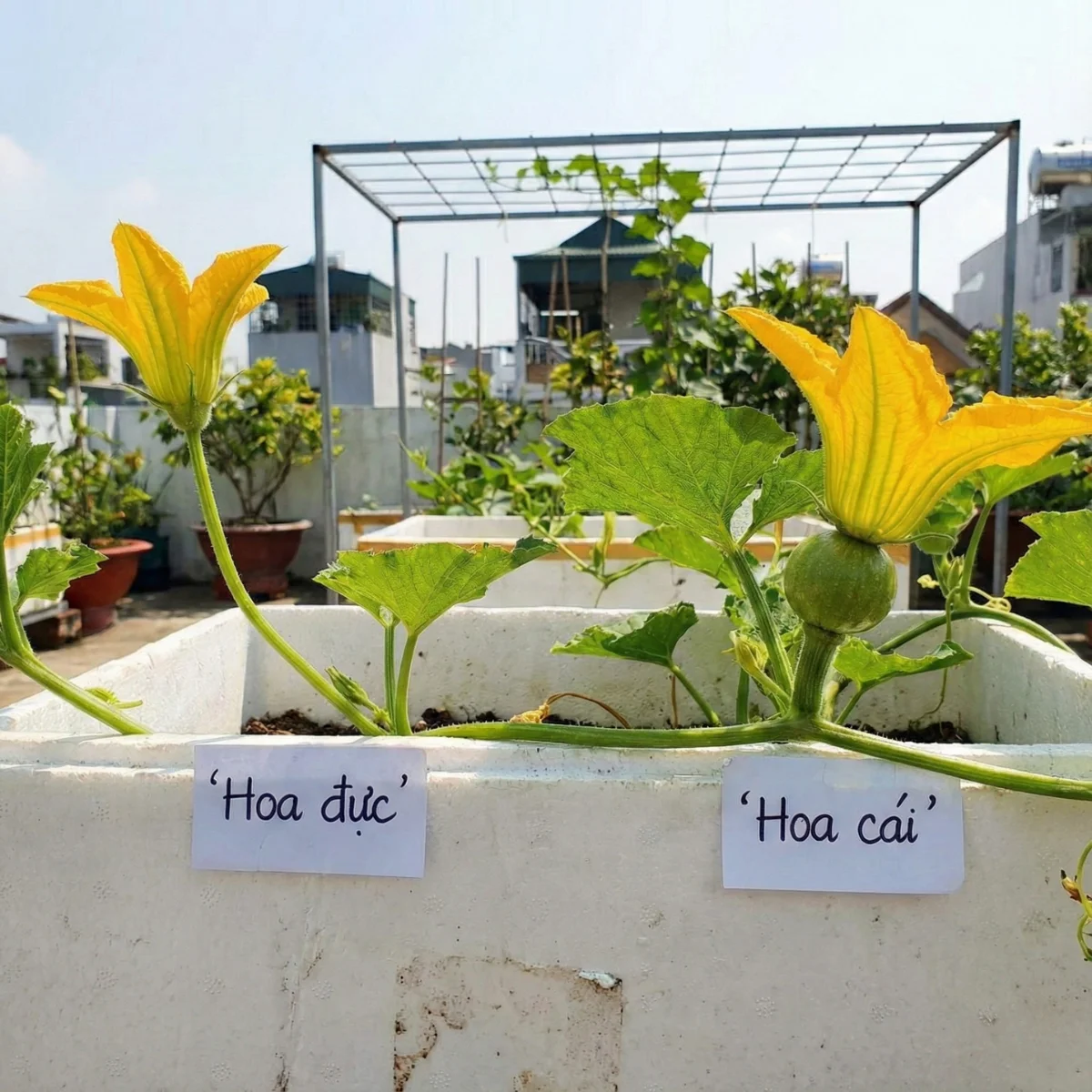 🐝 Bí Kíp Thụ Phấn Cho Bí Đỏ Đậu 100% (Chuẩn Lão Nông) 4 Lão nông chia sẻ bí kíp thụ phấn cho bí đỏ sân thượng: chọn hoa, canh giờ, thao tác tay chuẩn để thụ phấn bí đỏ đậu trái 100%. Áp dụng là sai quả ngay!